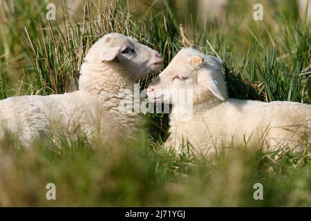 Waldschaf (Landschafrasse) Lämmer auf einer Weide, Deutschland Stockfoto