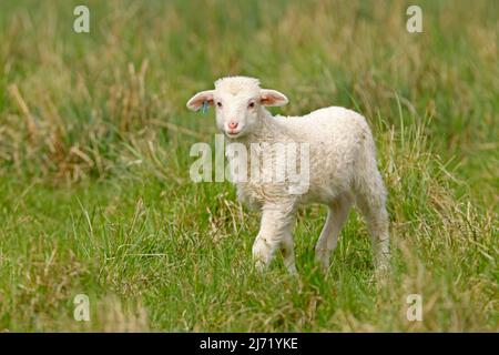 Waldschaf (Landschafrasse) Lamm auf einer Weide, Deutschland Stockfoto