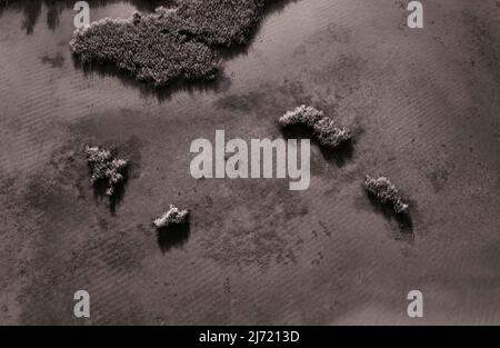 Drohnenaufnahme, Sepiafarben, Schilfguertel am Ufer des Wolfgangsee bei Strobl am Wolfgangsee, Salzkammergut, Land Salzburg, Oesterreich Stockfoto