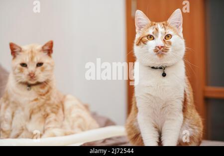 Zwei cremefarbene Katzen, die zu Hause ruhen, eine jüngere näher im Fokus Stockfoto