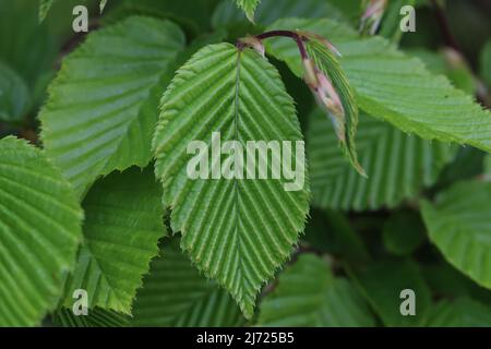 Die ersten grünen Blätter auf den Ästen eines Baumes im Frühjahr Stockfoto