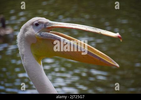 5. Mai 2022, London, England, Vereinigtes Königreich: Die sechs großen weißen Pelikane im St James's Park wurden aus der Vogelgrippe-Sperre befreit. Die einheimischen Pelikane, die normalerweise frei kommen und gehen können, wie sie wollen, wurden seit November in einem abgelegenen Gebiet des Parks gehalten, um sie vor dem Ausbruch zu schützen. (Bild: © Vuk Valcic/ZUMA Press Wire) Stockfoto