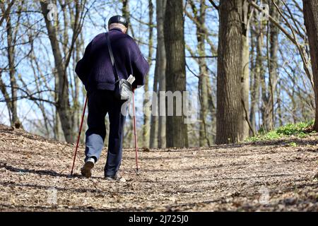 Nordic Walking, älterer Mann geht mit Stöcken im Frühlingswald. Sportübungen für gesunde Wirbelsäule und Gelenke im Frühjahr, Therapie für die Gesundheit Stockfoto