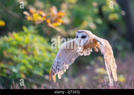 Stalleule fliegt über der Heizung. Foto mit ausgebreiteten Flügeln von einer Seite. Bunte Szene von einem Wald mit Eule in der Vorderseite. Tyto alba Stockfoto