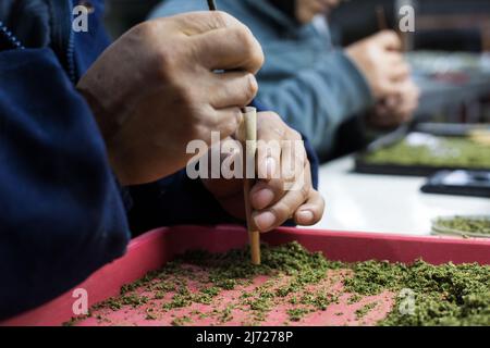 04. Mai 2022, Ecuador, Tabacundo: Mitarbeiter Rollen Cannabis-Gelenke in einer Einrichtung, die Cannabis für medizinische Zwecke nördlich der Hauptstadt Quito anbaut. Die Produktion soll teilweise exportiert werden. Foto: David Diaz Arcos/dpa Stockfoto