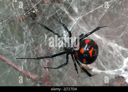 Mediterrane schwarze Witwe, europäische schwarze Witwe, Europäische Schwarze Witwe, Karakurt, Malmignatte, Latrodectus tredecimguttatus, európai fekete özvegy Stockfoto