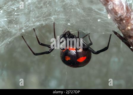 Mediterrane schwarze Witwe, europäische schwarze Witwe, Europäische Schwarze Witwe, Karakurt, Malmignatte, Latrodectus tredecimguttatus, európai fekete özvegy Stockfoto