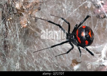 Mediterrane schwarze Witwe, europäische schwarze Witwe, Europäische Schwarze Witwe, Karakurt, Malmignatte, Latrodectus tredecimguttatus, európai fekete özvegy Stockfoto