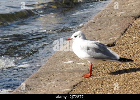 Eine einzelne Schwarzkopfmöwe, Chroicocephalus ridibundus, im Wintergefieder, am Rand eines künstlichen Sees in Südengland. Stockfoto