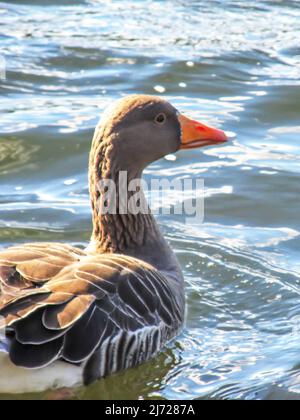 Profilansicht einer Greylag-Gans, Anser Anser, die an einem sonnigen Tag in Südengland auf einem See schwimmte Stockfoto