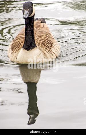 Eine kanadische Gans, Branta canadensis, schwimmt mit Spiegelung auf einem kleinen See in Südengland Stockfoto