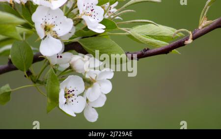 Nahaufnahme der Birnenfarbe. Zweig mit den Blumen des Obstbaums Stockfoto