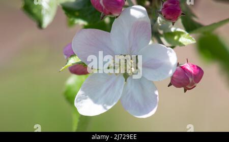Nahaufnahme der Apfelblüte auf einem unscharfen Hintergrund. Stockfoto