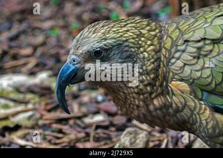 Nahaufnahme eines Kea (Nestor notabilis), eines großen Papageien, der in den bewaldeten und alpinen Regionen der Südinsel Neuseelands beheimatet ist Stockfoto