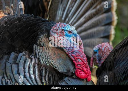 Zwei wilde Truthähne (Meleagris gallopavo), Männchen/Toms/Gobbler mit federlosen Köpfen und roten Watteln an Hals und Hals, die in Nordamerika heimisch sind Stockfoto