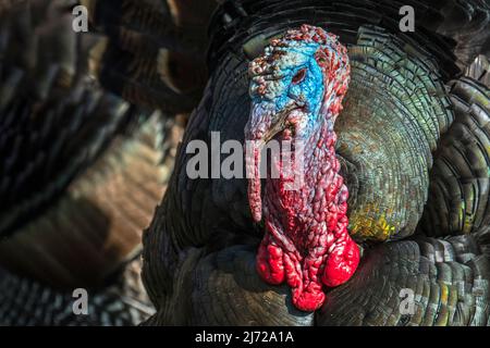 Wild turkey (Meleagris gallopavo) männlich / tom / Gobbler mit federlosem Kopf und roten Watteln an Hals und Hals, aus Nordamerika Stockfoto