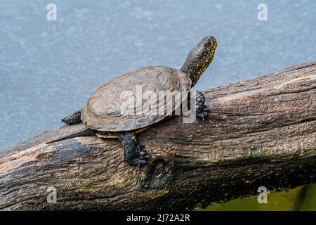 Europäische Teichschildkröte / Europäische Teichschildkröte / Europäische Teichschildkröte (Emys orbicularis / Testudo orbicularis), die sich in der Sonne auf einem gefallenen Baumstamm sonnt Stockfoto