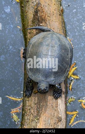Europäische Teichschildkröte / Europäische Teichschildkröte / Europäische Teichschildkröte (Emys orbicularis / Testudo orbicularis), die sich in der Sonne auf einem gefallenen Baumstamm sonnt Stockfoto