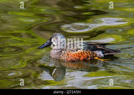 Australasian Schaufelmaschine / Neuseeland Schaufelmaschine (Spatula rhynchotis variegata) Männchen schwimmen im Teich Stockfoto