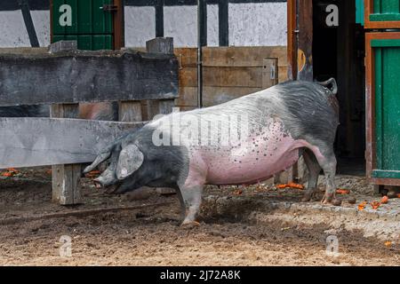 Schwabenschwein / Schwäbisch-Hällische Landschwein, Hausschweinrasse aus Schwäbisch Hall in Baden-Württemberg, Deutschland Stockfoto