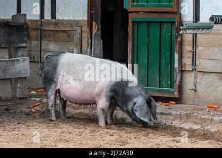 Schwabenschwein / Schwäbisch-Hällische Landschwein, Hausschweinrasse aus Schwäbisch Hall in Baden-Württemberg, Deutschland Stockfoto