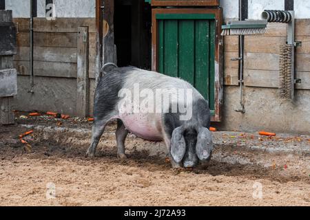 Schwabenschwein / Schwäbisch-Hällische Landschwein, Hausschweinrasse aus Schwäbisch Hall in Baden-Württemberg, Deutschland Stockfoto