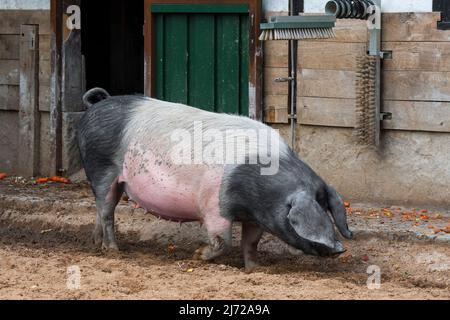 Schwabenschwein / Schwäbisch-Hällische Landschwein, Hausschweinrasse aus Schwäbisch Hall in Baden-Württemberg, Deutschland Stockfoto