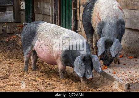 Schwabenschwein / Schwäbisch-Hällische Landschwein, Hausschweinrasse aus Schwäbisch Hall in Baden-Württemberg, Deutschland Stockfoto