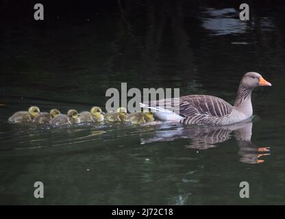 London, Großbritannien. 5. Mai 2022. Neu geborene Graugänse schwimmen mit ihrer Mutter im St. James's Park. Kredit: Vuk Valcic/Alamy Live Nachrichten Stockfoto
