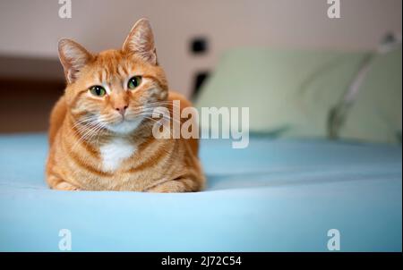 Eine niedliche europäische rote Katze schaut neugierig in die Kamera Stockfoto