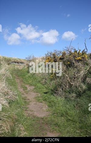 Boddin Farm, Boddin Point, Montrose, Angus .Schottland, Vereinigtes Königreich , DD10 9TD, Cliff top path between the Limekilns and Elephant Rock Stockfoto