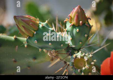 Indische Feige opuntia, barbaren Feige, Kaktus Birne in Blüte. Kaktus aus stacheligen Birnen.Opuntia ficus-indica mit rosa Blüten. Stockfoto