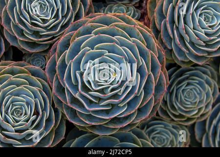 Bunte Hauseks Sempervivum Pflanze in der Natur. Liveforever Pflanze, Sukkkkulent. Nahaufnahme, Hintergrund. Stockfoto