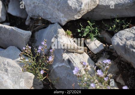 Aus der Nähe Tierwelt eine Heuschrecke oder Heuschrecke, die sich auf einem Felsen mit Blumenhintergrund paart. Blume, Tier.die große Heuschrecke, Grasshopper, im Gras Stockfoto