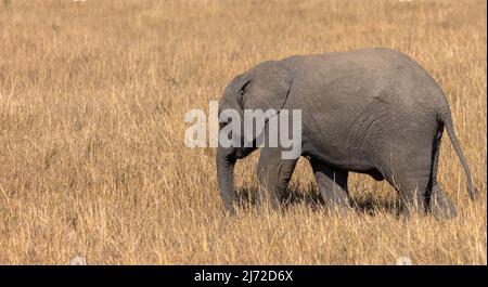 Elefantenkalb, der durch das trockene Gras der Savanne läuft. Gesehen auf Wildfahrten im afrikanischen Wildreservat. Seitenansicht, Nahaufnahme. Stockfoto