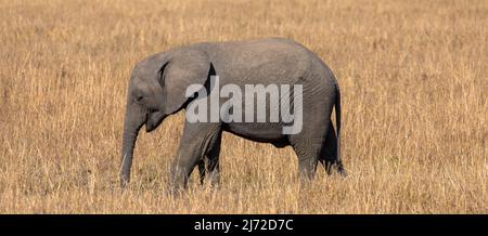 Elefantenkalb, der durch das trockene Gras der Savanne läuft. Gesehen auf Wildfahrten im afrikanischen Wildreservat. Seitenansicht, Nahaufnahme. Stockfoto