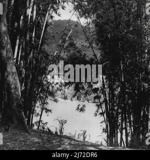 Die Königliche Tour: Ceylon -- Gotischer Bogen von Bambus in den Peradeniya Gärten, mit einem Blick auf den Mahaweli Fluss, Ceylons größten Fluss. Die Peradeniya Gärten sind genauso gut angelegt und liebevoll gepflegt wie die in Kew. - Am 20.. April 1954 besuchen seine Königin Elizabeth und seine Königliche Hoheit der Herzog von Edinburgh die Gärten. 12. April 1954. (Foto von Rosemary Gilliat, Camera Press). Stockfoto