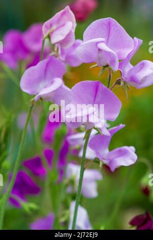 Ein Nahaufnahme von zarten violetten und rosa süßen Erbsenblüten (Lathyrus odoratus), die an einem sonnigen Tag in einem Sommergarten blühen. Stockfoto