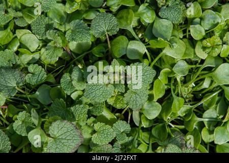 Purple Dead Nettle (Lamium purpuream) und Miner's Salat (Claytonia perfoliata) sind essbare Grünpflanzen der frühen Saison, die oft wild wachsen. Stockfoto