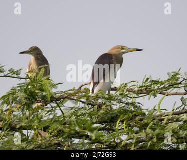 Indian Pond Heron, schöner Vogel in seiner natürlichen Umgebung Stockfoto