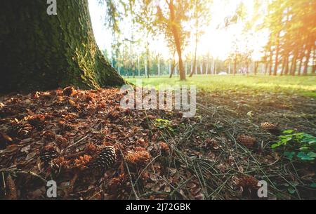 Kiefernzapfen neben Baum im Park bei sonnigem Morgenlicht Stockfoto