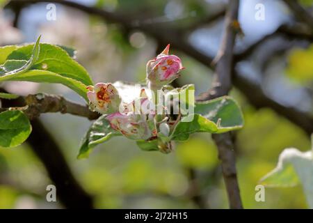 Knospen, Blumen, junge Blätter von Apfelbäumen, die durch die Parasitenraupen der Wintermuth (Operophtera brumata) im Obstgarten beschädigt wurden. Stockfoto