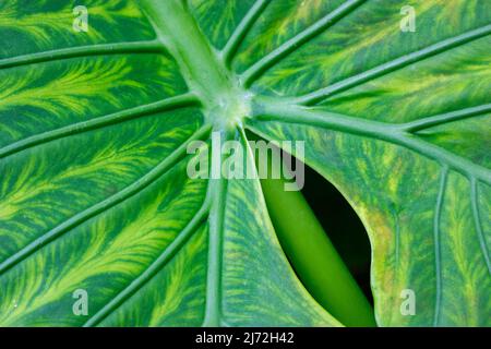 Alocasia Macrorrhizo, grün, exotisch gestreiftes Blatt, Nahaufnahme. Die tropische Pflanze der Familie Arum (Araceae) wächst in den Tropen. Kultiviert im botanischen Garten. Abs Stockfoto