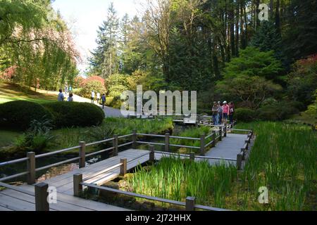 Im Frühling können Besucher auf der hölzernen Zig Zag Bridge Promenade im Portland Japanese Garden spazieren gehen. Oregon, USA Stockfoto