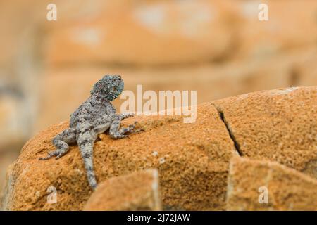 Southern Rock Agama Lizard auf Sandsteinfelsen (Agama atra) Stockfoto