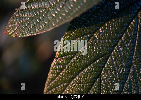 Nahaufnahme der ledrigen Blätter des Viburnum rhytidophyllum in der Abendsonne Stockfoto