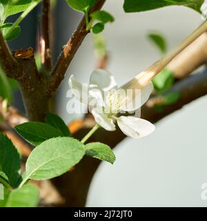 Künstliche Bestäubung der Blume des Apfelbonsai mit einem Pinsel Stockfoto