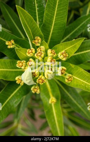 Makroaufnahme von Veronica Orientalis mit Mustern und Texturen im Frühjahr Stockfoto