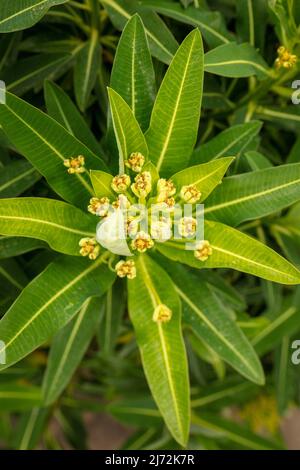 Makroaufnahme von Veronica Orientalis mit Mustern und Texturen im Frühjahr Stockfoto