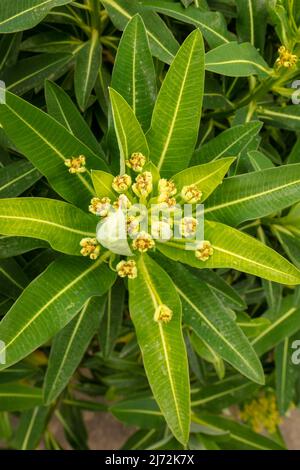 Makroaufnahme von Veronica Orientalis mit Mustern und Texturen im Frühjahr Stockfoto